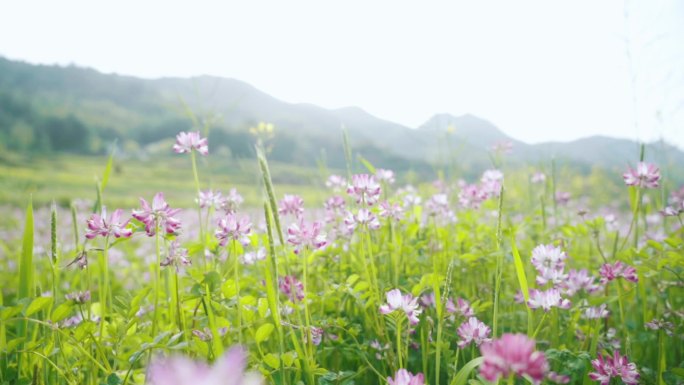 婺源紫云英草地花朵特写乡村