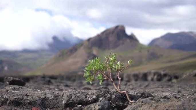 火山景观上结实的小树。冰岛，Laugavegur远足径，欲望，意志力和力量的概念