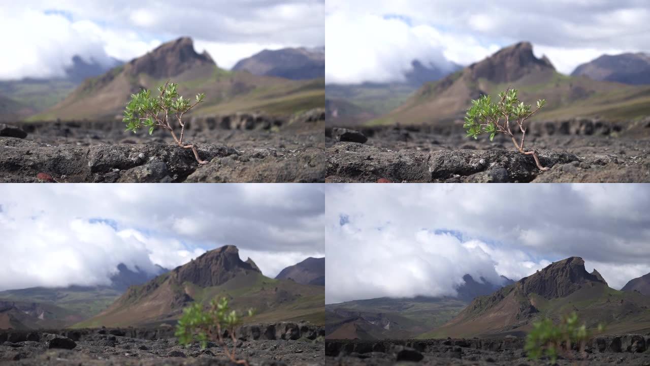 火山景观上结实的小树。冰岛，Laugavegur远足径，欲望，意志力和力量的概念