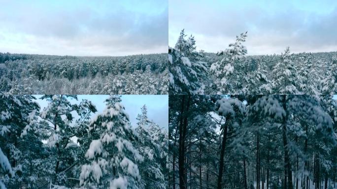 冬季白雪皑皑的森林向下倾斜