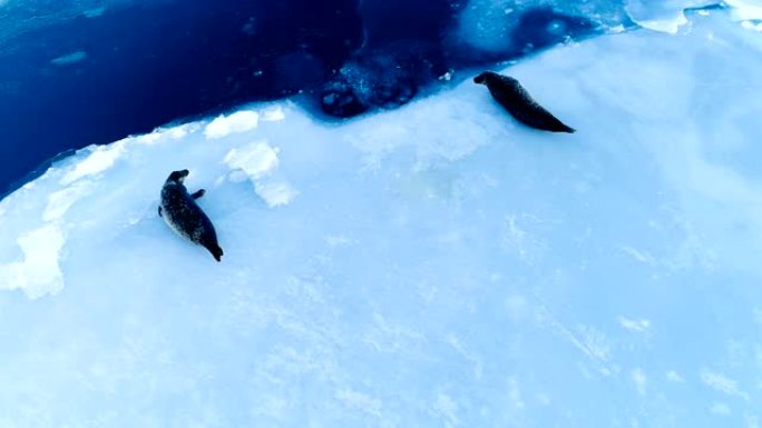 看看两只躺在冰岛白色浮冰上的海豹。海豹紧挨着蓝色的大海。