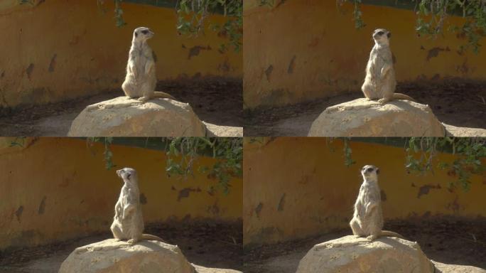 一只孤独的猫鼬坐在石头上环顾四周。非洲动物园露天的猫鼬。出于意志的动物