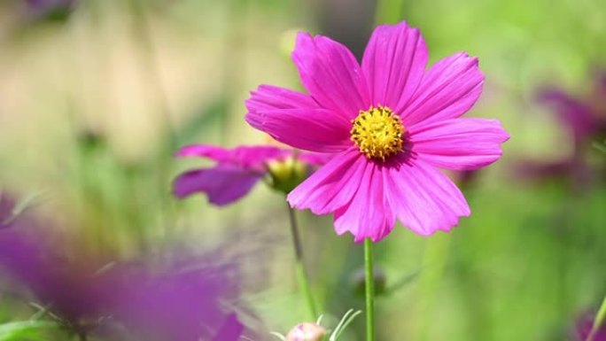 春天花园盛开美丽的粉红色宇宙花朵