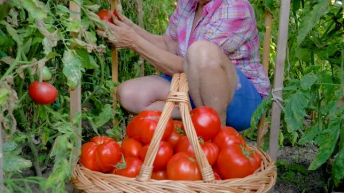 老妇人在温室里的一篮子成熟西红柿中收手