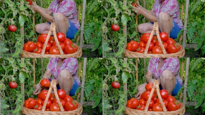 老妇人在温室里的一篮子成熟西红柿中收手