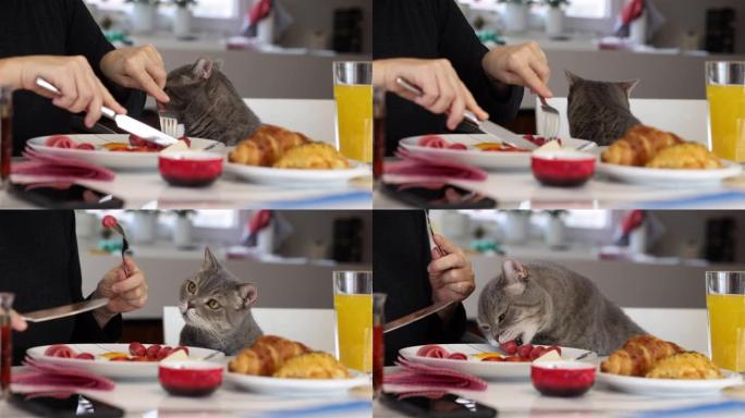 小偷猫和它的主人坐在大理石餐桌旁。早餐包括香肠、意大利腊肠、羊角面包、番茄、茶和橙汁。英国分类毛猫