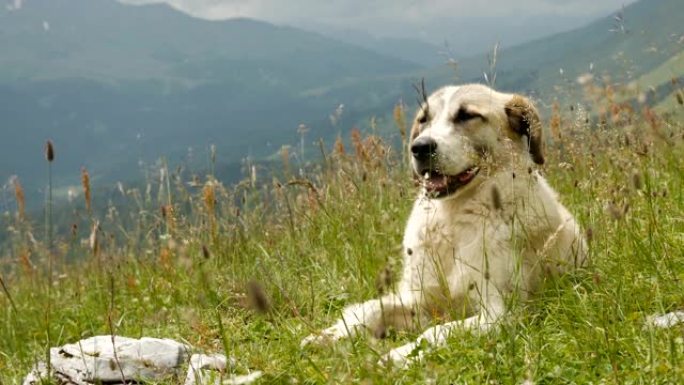 孤独的大光牧羊犬在山上休息