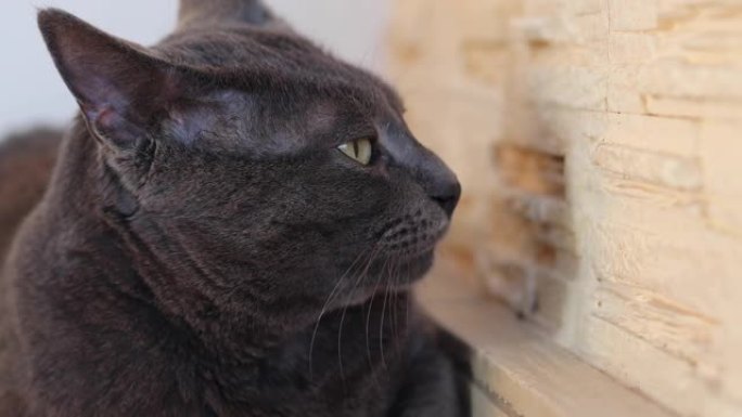 灰色的缅甸猫在壁炉旁用舌头舔他酸痛的爪子