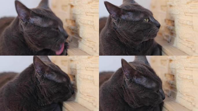 灰色的缅甸猫在壁炉旁用舌头舔他酸痛的爪子