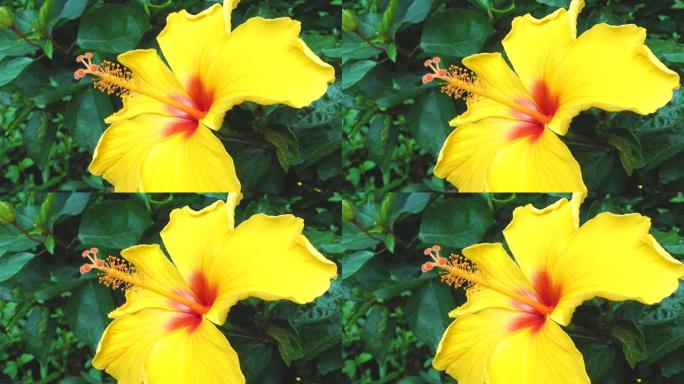 城市园艺中的黄色芙蓉花