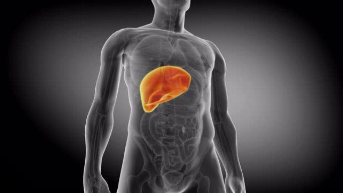 人类肝脏。医学上准确的肝脏动画。