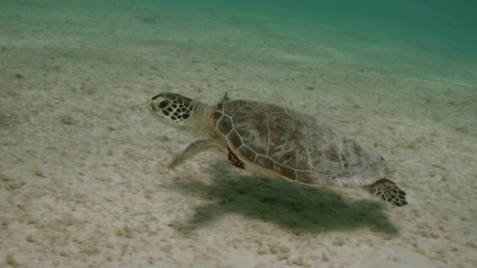 海龟在博内尔岛的沙质海底游泳