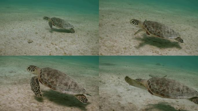 海龟在博内尔岛的沙质海底游泳
