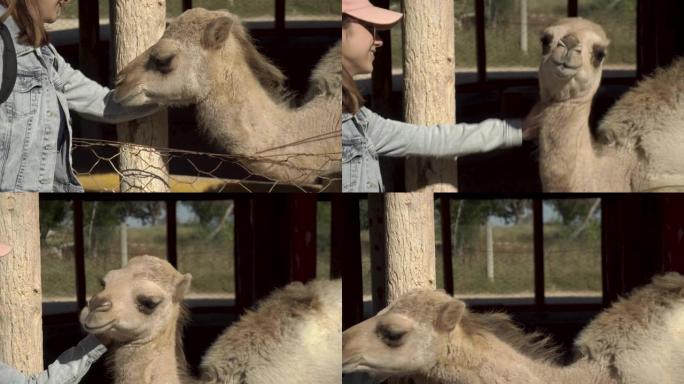 一个年轻的女人抚摸着骆驼。露天的非洲动物园里的一只驼峰骆驼。出于意志的动物。