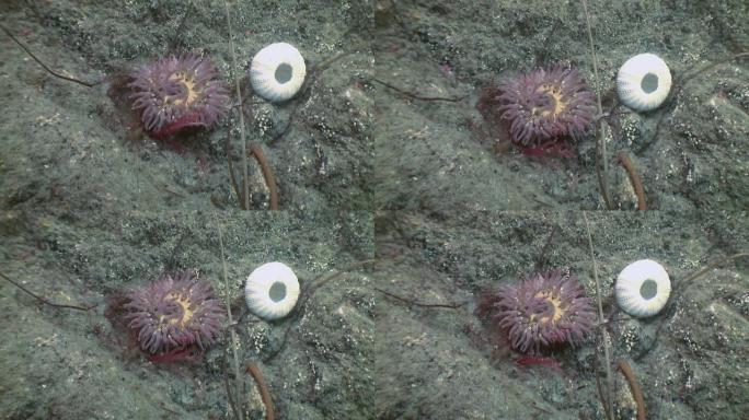石板上的海葵放线虫。