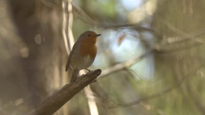 欧洲罗宾 (Erithacus rubecula)