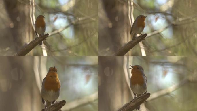 欧洲罗宾 (Erithacus rubecula)