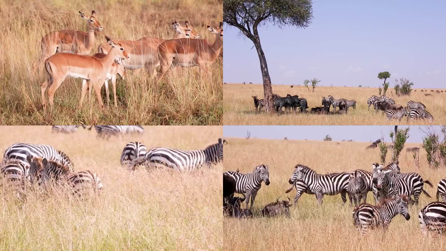 一头大象在吃草 一群斑马在玩耍 一只老虎盯着前方