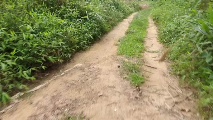 进入山村路绿色野草小道泥泞道路山道小道