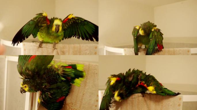 蓝色前亚马逊宠物鹦鹉在4k视频中享受浴室淋浴。