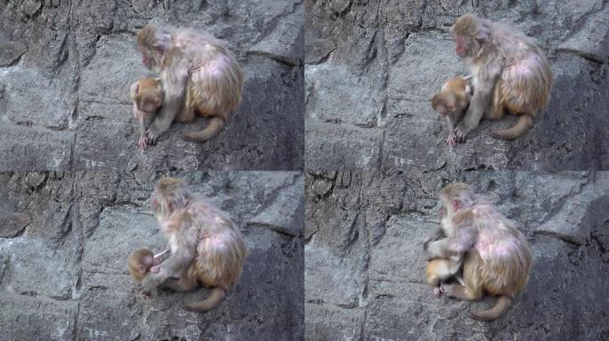 猴子妈妈和猴子宝宝。