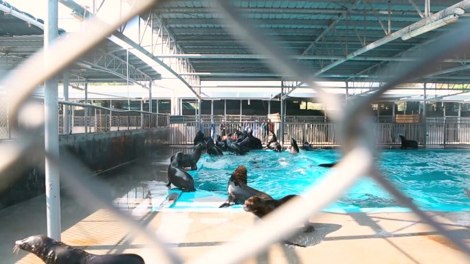 一个大型水族馆，里面有大量的鱼 珊瑚礁的水下景观 一只在水中游泳的龟