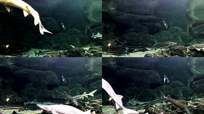 The鱼在马林水族馆的水下漂浮。