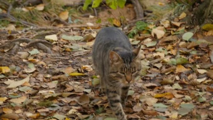 虎斑猫的外表和脚步