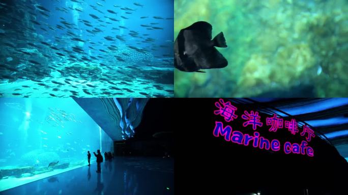 一个大型水族馆，里面有大量的鱼 珊瑚礁的水下景观 一只在水中游泳的龟