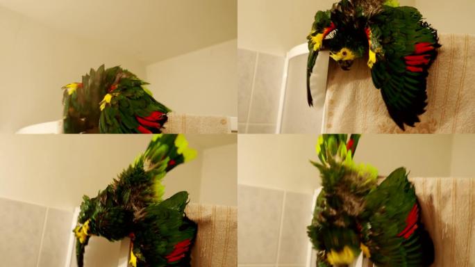 蓝色前亚马逊宠物鹦鹉在4k视频中享受浴室淋浴。