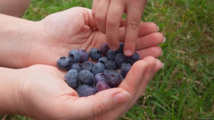 儿童手的特写镜头从女性手掌中取出美味的成熟蓝莓