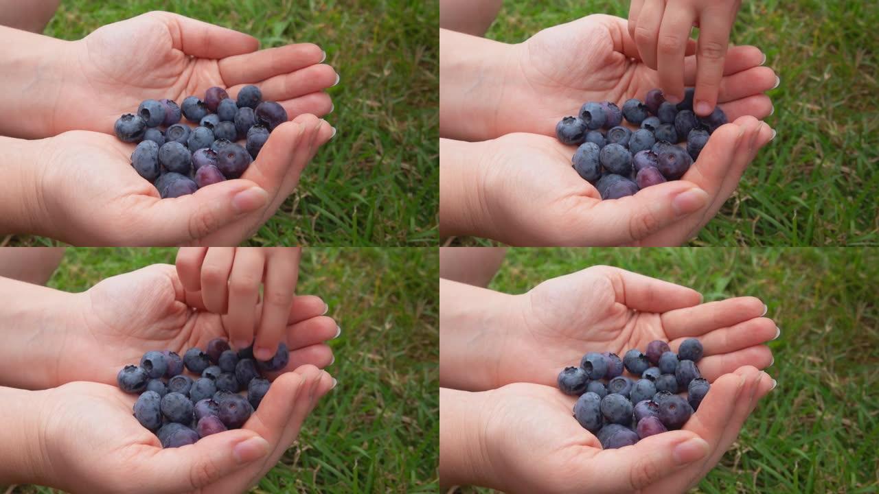 儿童手的特写镜头从女性手掌中取出美味的成熟蓝莓