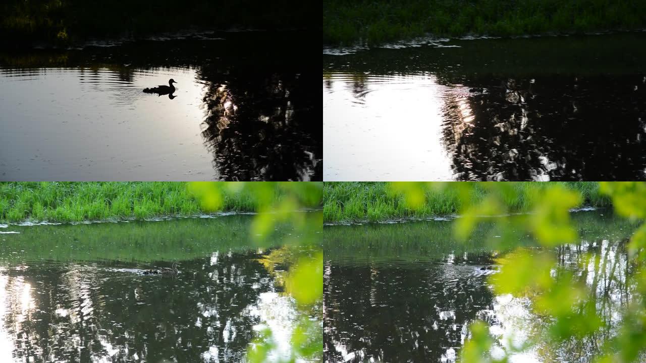 母鸭带着小鸭在水中游泳。
