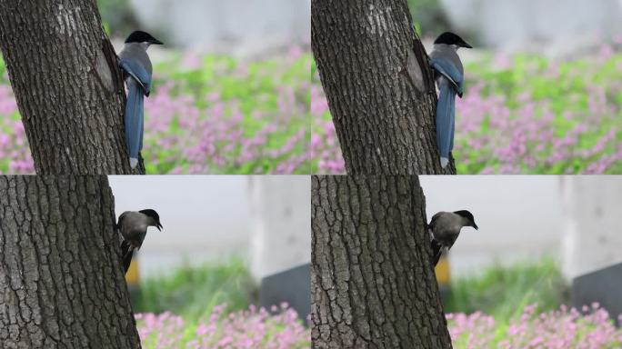 4K 春日繁花喜鹊