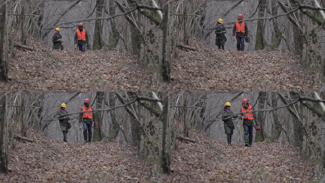 森林检查员和伐木工人在森林中行走