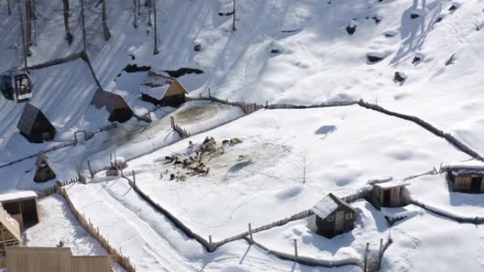 滑雪胜地鸟瞰图中的农场羊圈冬季村区域中的山羊。冬季度假胜地的滑雪缆车。飞行无人机4k的冬季村庄晴天小