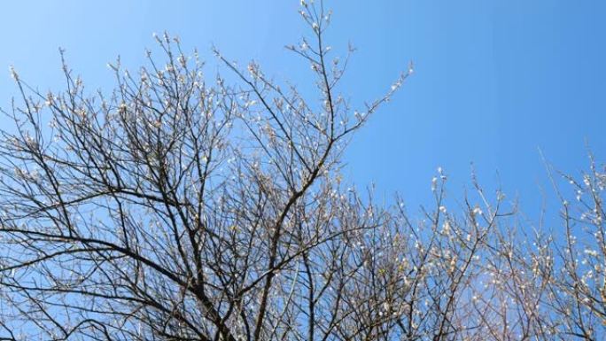 梅花树春天发芽