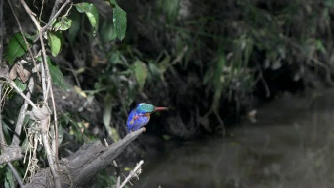 孔雀石翠鸟栖息在肯尼亚马赛马拉的一条小溪旁