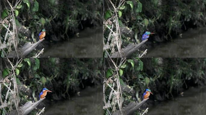 孔雀石翠鸟栖息在肯尼亚马赛马拉的一条小溪旁