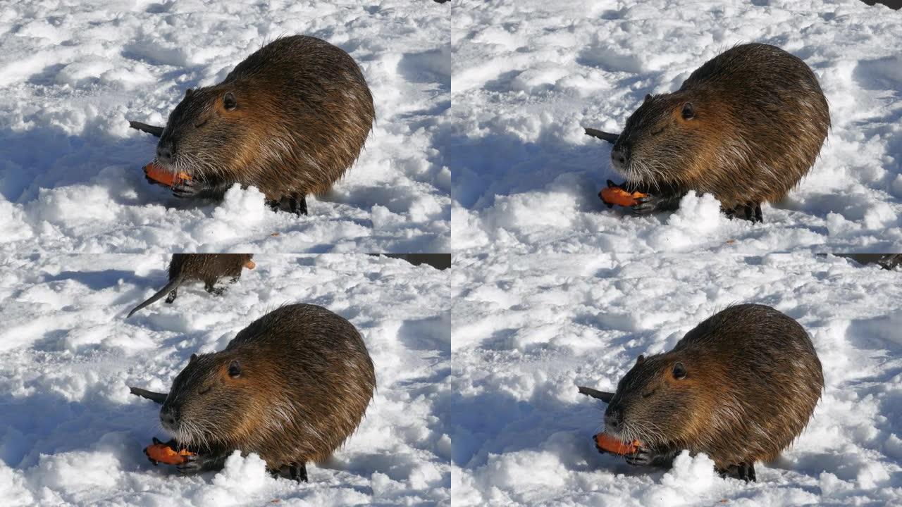 海狸在新鲜的雪上吃胡萝卜