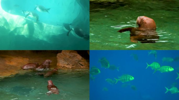 一群海象在水中游泳 两条鱼在海里游动 在水中游泳的海狮