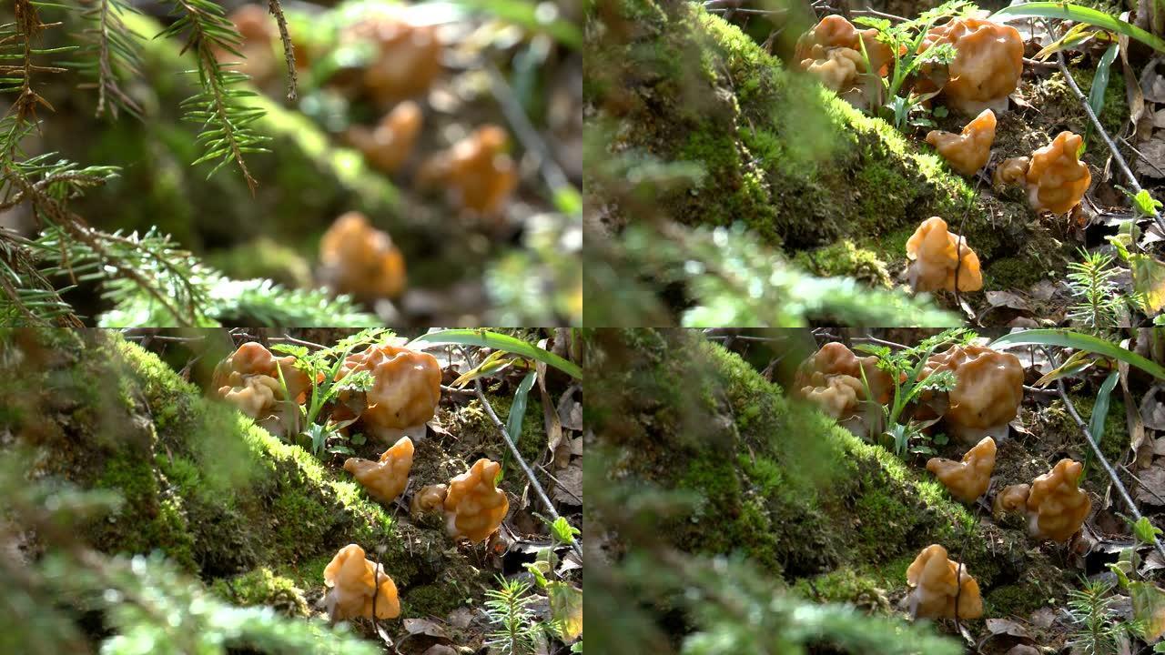 森林中的羊肚菌蘑菇