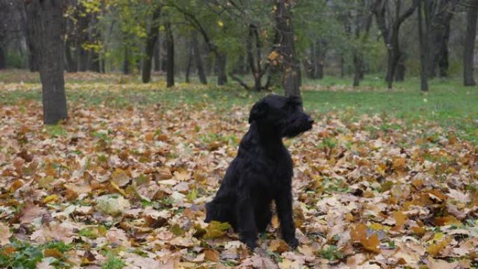 黑色的Riesenschnauzer坐在秋天森林中掉落的黄色叶子上。正确、灵巧地执行命令。狗训练和展