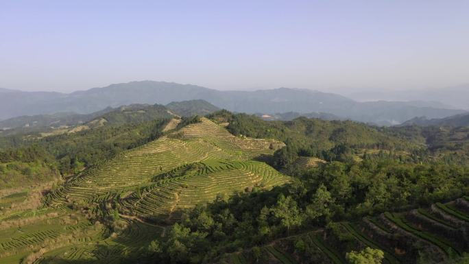 安溪铁观音乌龙茶生态茶山航拍感德大气茶园