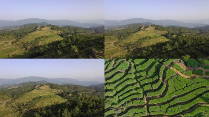 安溪铁观音乌龙茶生态茶山航拍感德大气茶园