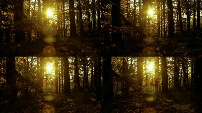 深山毛榉森林中的金色阳光滤光