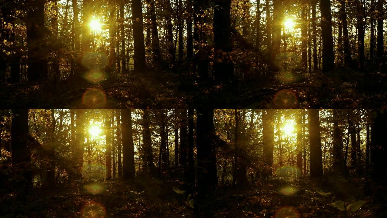 深山毛榉森林中的金色阳光滤光
