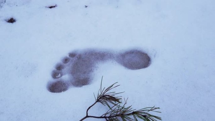 冬季白天在雪地上的赤脚足迹