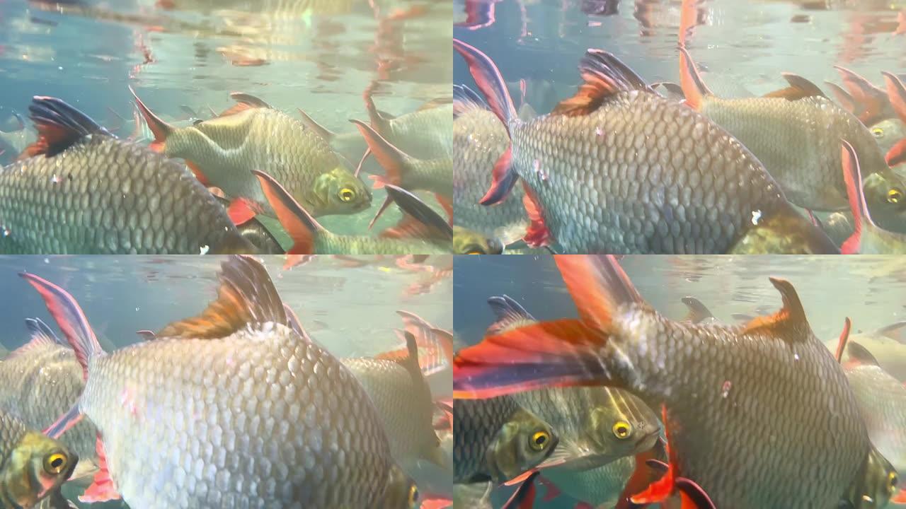 泰国素叻他尼府Ratchaprapa大坝的红尾鱼。