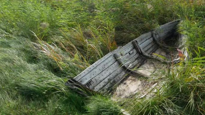躺在灌木丛中的破旧木船